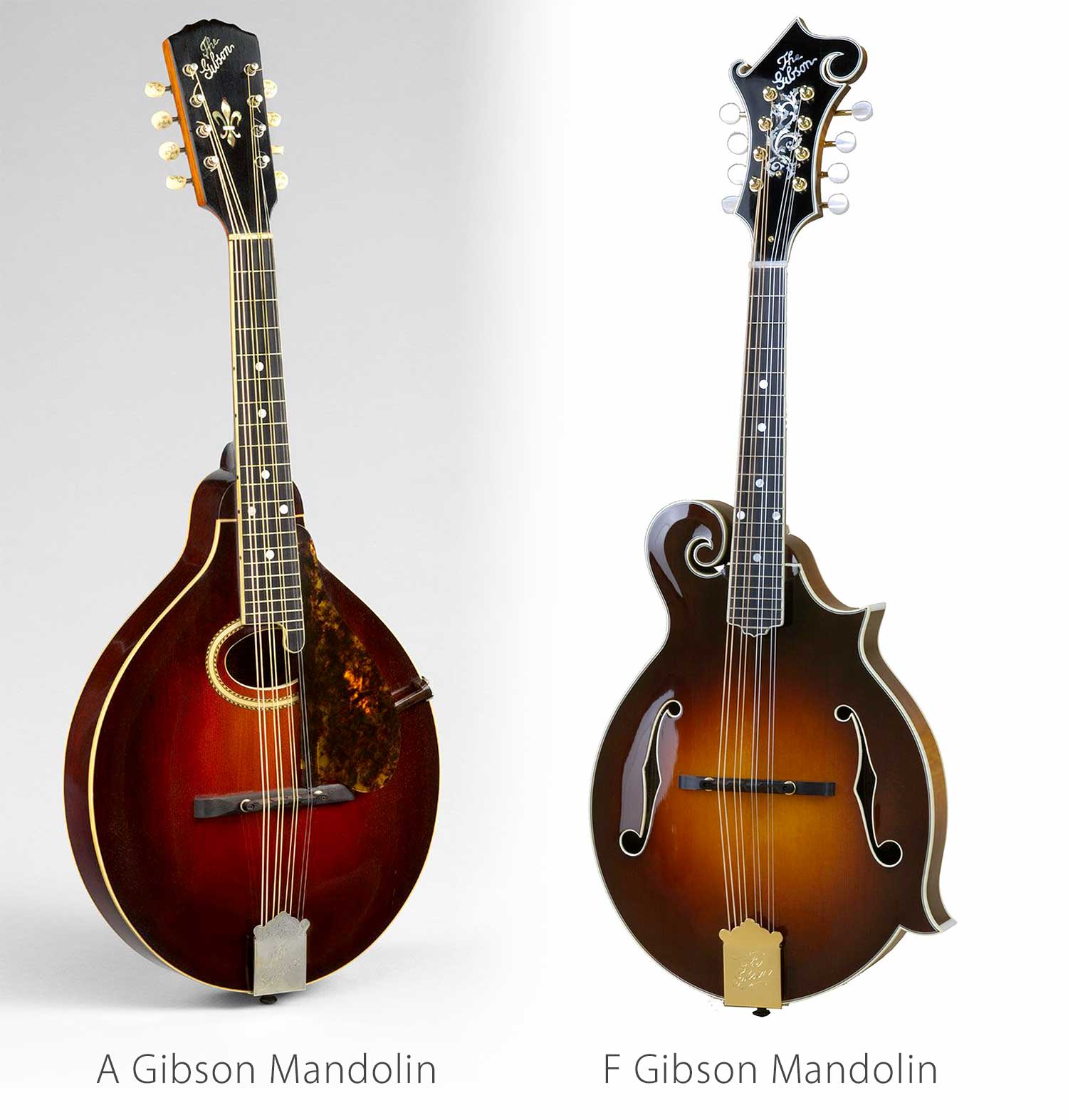 Mandolin Gibson F vs Gibson A